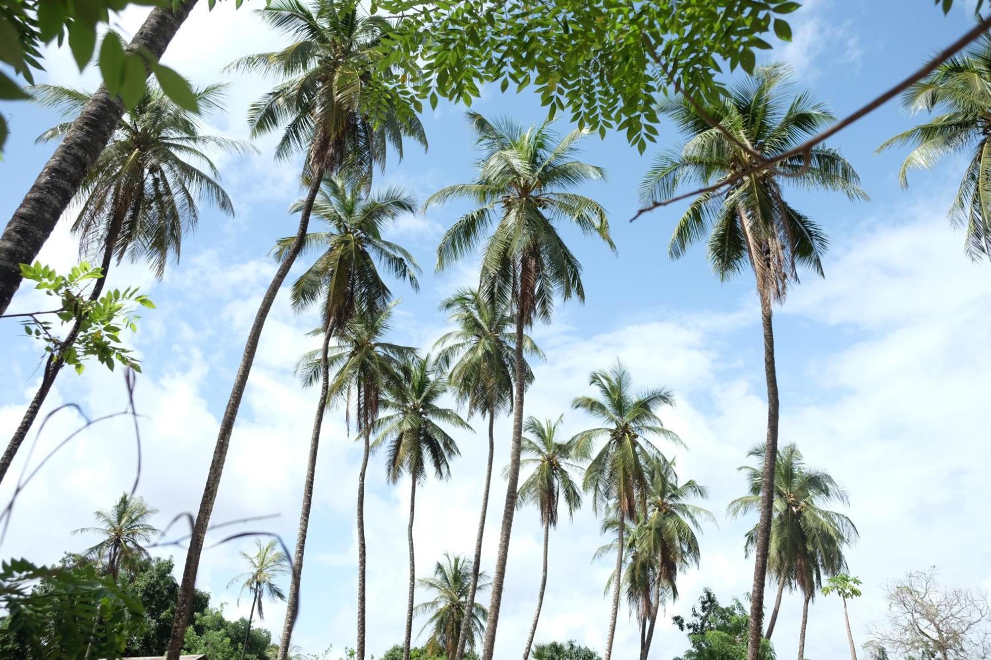 Centre Touristique Et Culturel Casamance Guest House Diakene Ouolof Exterior photo